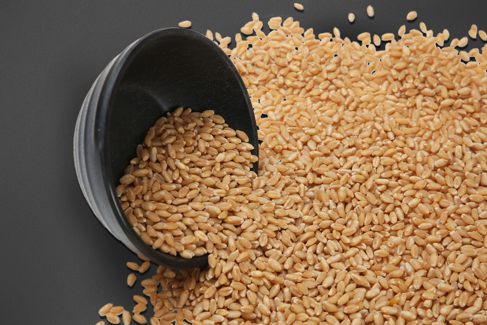 Sharbati Tukadi Wheat | Celtis
